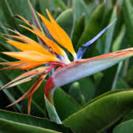 After How Many Years Does Strelitzia Bloom? Tips to Encourage Flowering