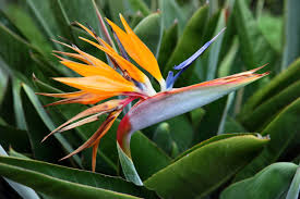 After How Many Years Does Strelitzia Bloom? Tips to Encourage Flowering